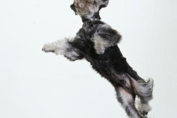 Miniature schnauzers are often brimming with zest.