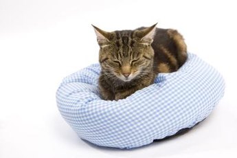 Sciatica can cause serious pain for your pet feline.