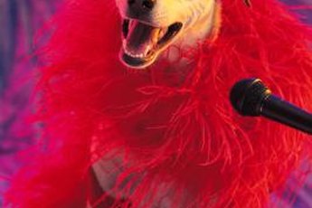 Typically, canine actors need a professional agent to get bookings.
