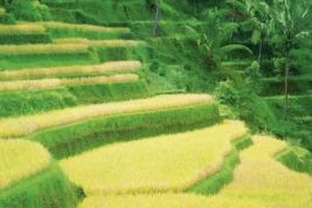 Many gouramis thrive in rice paddies.