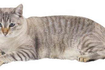 Neutering tends to bring upon positive changes in cats.