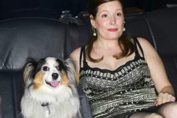 Australian shepherds are devoted companions, but require exercise and mental stimulation.