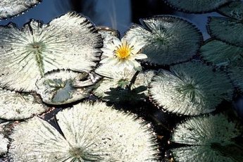 N. stellata comes from Sri Lanka and India.