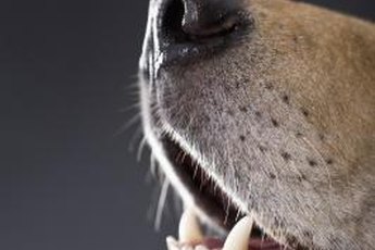 Many dog breeds routinely have their whiskers trimmed when they visit a grooming salon.