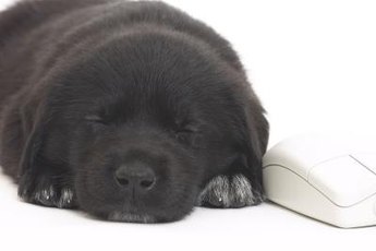 Puppies sometimes have dreams that cause rapid breathing while sleeping.
