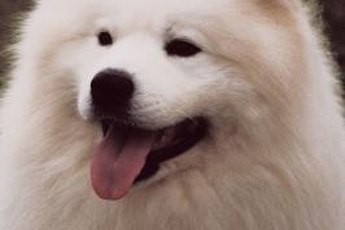 Safeguard your Samoyed against bloat by learning the causes and warning signs.