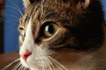 Kitty's sense of smell helps her to compensate for blindness.