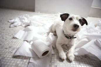 The cat did it. I was cleaning it up.