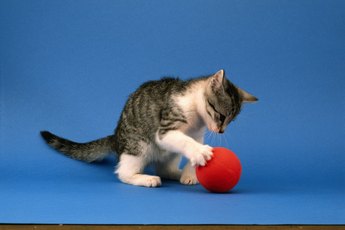 What Does It Mean When A Cat S Tail Fluffs Up At The Base
