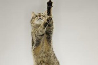 Your kitty is in no way immune to weight gain.