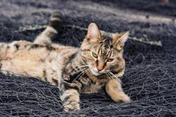 Propylene glycol can make cats extremely sick.