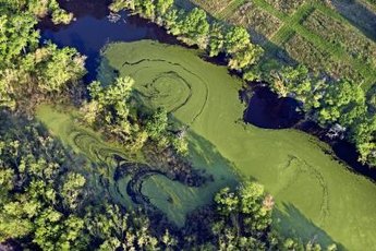 Algae plagues both ponds and aquariums.