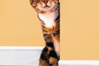 Properly administer your kitty's medicine so she stays healthy.