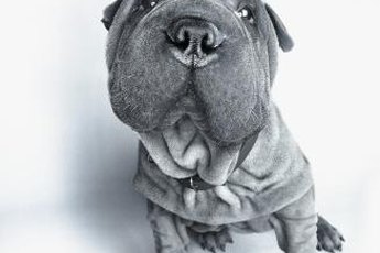 Shar-peis are low maintenance dogs and require minimal grooming.