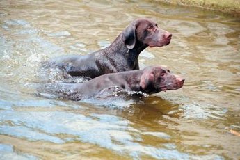Some dogs are water-resistant.