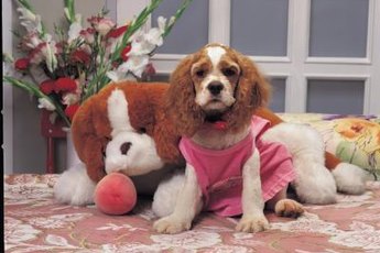 Some dogs love their owners so much that they're willing to forget about their pride.