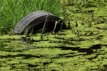 Algea thrives when given phosphates.