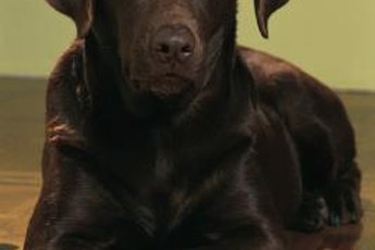 Velvety, sleek chocolate Labs are one of the most popular color of Labrador retrievers.