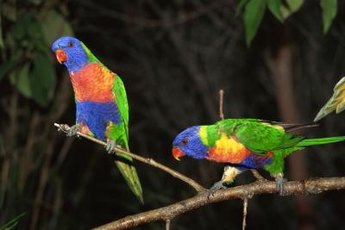 Parrots aren't a type of bird that needs gravel for digestion.