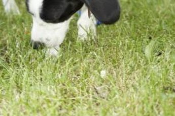 The desire to roam is very common in unfixed male dogs.