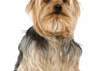 Dry skin can be a problem for some silky terriers.