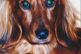 A truly lustrous longhaired dachshund coat requires regular grooming and maintenance.