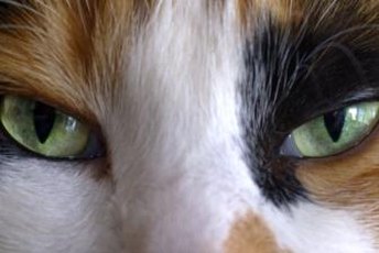 If kitty's pupils have grown or shrunk, she should have a vet check.