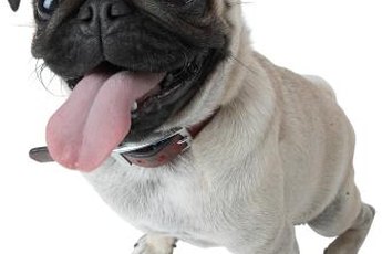 For doggies, the sense of smell trumps taste -- big time.