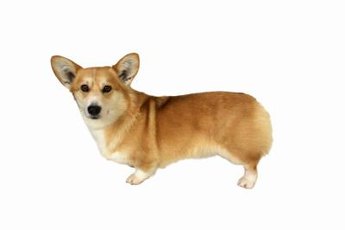 Aggressive corgis can be trained to be a endearing as they look.