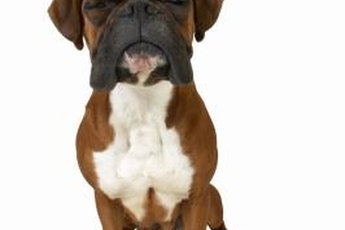 Skin Remedies for Boxers | Pets - The Nest