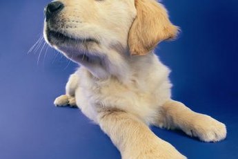 Yellow lab puppies are popular pets.