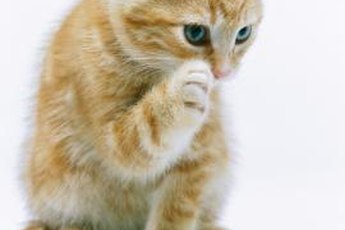 Your cat might rub his ear repeatedly if a tick has taken up residence.