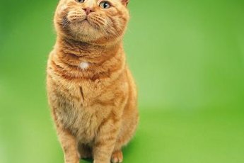 Ginger cats are so named because of their ginger-colored coats.