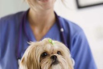 Veterinarian assistants help ensure smooth operations at animal clinics.