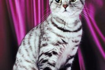 Silver tabbies are the most popular American shorthairs.