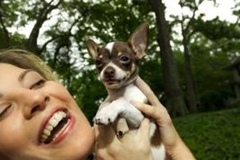 Like you, your Chihuahua can develop allergies to dust, pollen and mold.