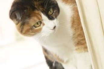 Curious cats love a little window time.