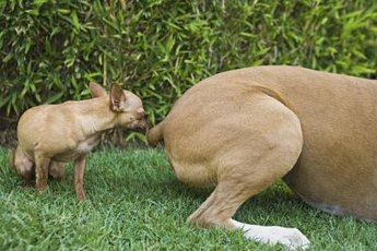 Male dogs have a habit of sniffing in the most inappropriate places.