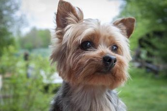 Yorkies have a distinctive appearance when compared to other small dog breeds.