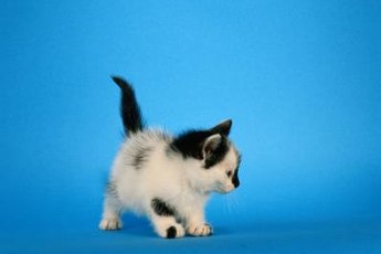 Pay attention to your kitty's equilibrium problems.