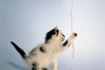 Playtime provides exercise for Kitty.
