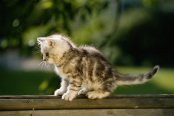 Regular visits to the vet are the best way to catch illnesses early.