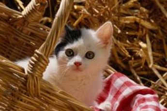 It's important to vaccinate kittens to prevent distemper and herpes.