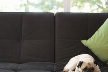 Correcting your pup's behavior can stop him from taking over your furniture.