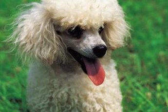 Fun-loving poodles enjoy playing with their feline friends.