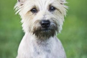 Cairn terriers are playful, friendly dogs.
