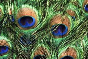 Peacock feathers supply hours of safe fun for you and your kitty.