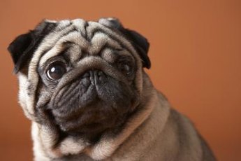 Although adorable, the pug's facial skin folds can lead to sores.