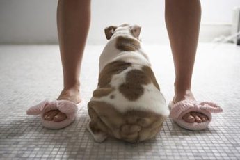 A tightly-tucked tail can be hard to see.