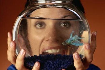 Bettas come in almost every color of the rainbow.